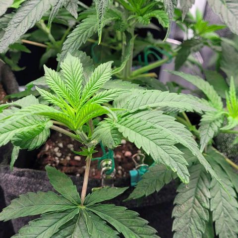 Dance world cbd growlog timeline photo
