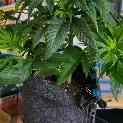 Dance world cbd growlog timeline photo