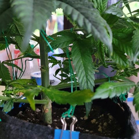 Dance world cbd growlog timeline photo