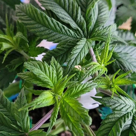 Dance world cbd growlog timeline photo