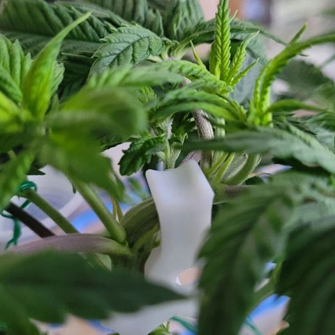 Dance world cbd growlog timeline photo