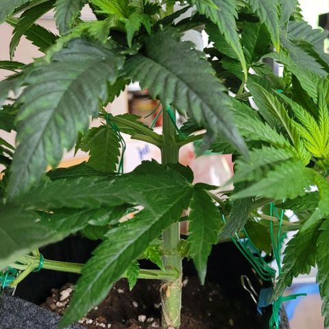 Dance world cbd growlog timeline photo