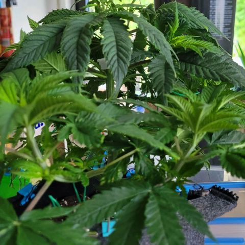 Dance world cbd growlog timeline photo