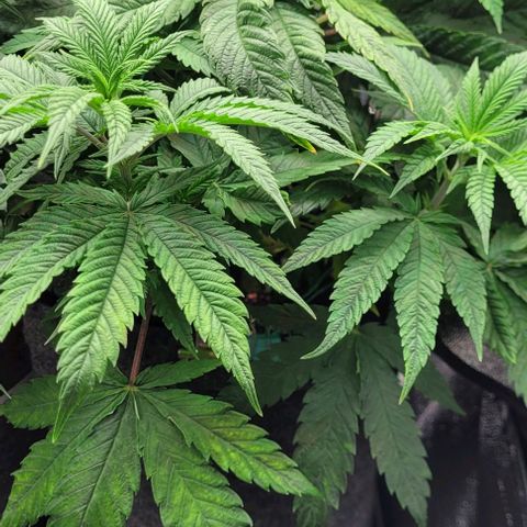 Dance world cbd growlog timeline photo