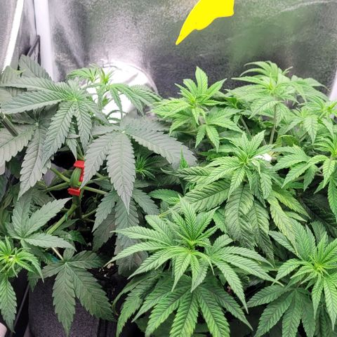 Dance world cbd growlog timeline photo