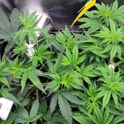Dance world cbd growlog timeline photo