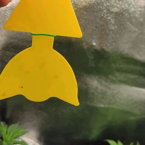 Dance world cbd growlog timeline photo