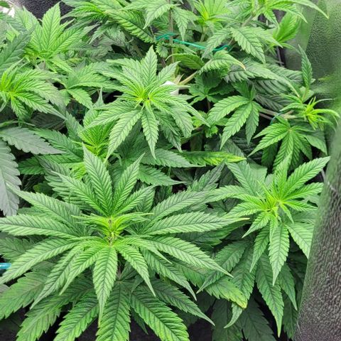 Dance world cbd growlog timeline photo