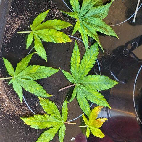Dance world cbd growlog timeline photo