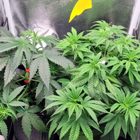 Dance world cbd growlog timeline photo