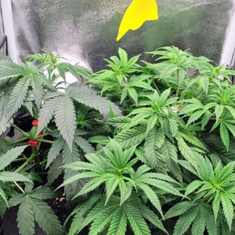 Dance world cbd growlog timeline photo