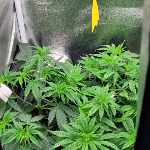 Dance world cbd growlog timeline photo