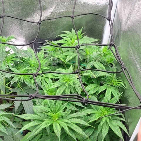 Dance world cbd growlog timeline photo