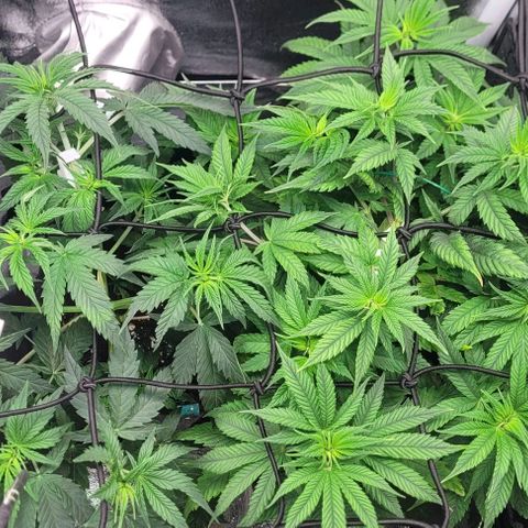 Dance world cbd growlog timeline photo