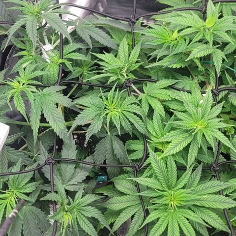 Dance world cbd growlog timeline photo