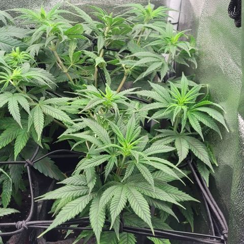 Dance world cbd growlog timeline photo