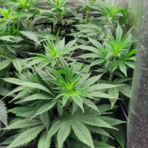 Dance world cbd growlog timeline photo