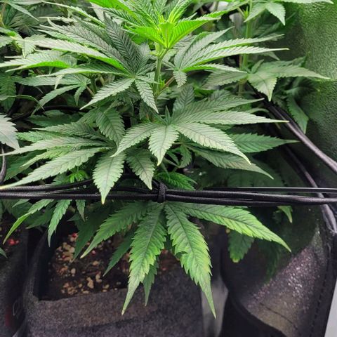 Dance world cbd growlog timeline photo