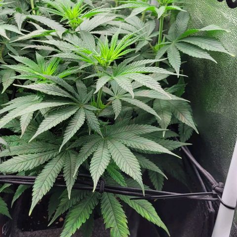 Dance world cbd growlog timeline photo