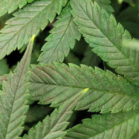 Dance world cbd growlog timeline photo