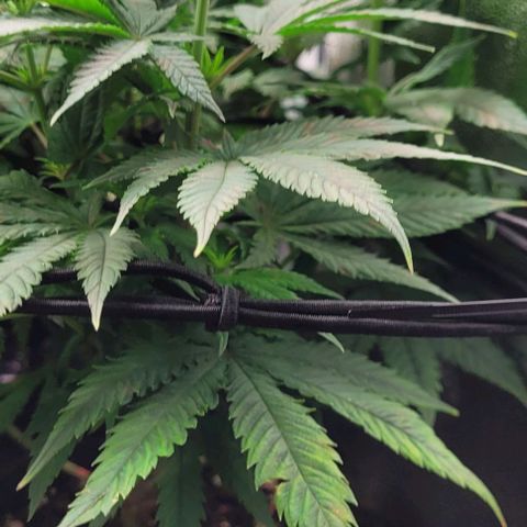 Dance world cbd growlog timeline photo