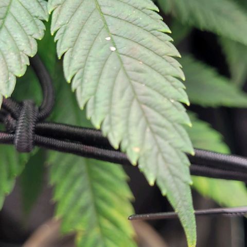 Dance world cbd growlog timeline photo