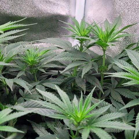 Dance world cbd growlog timeline photo