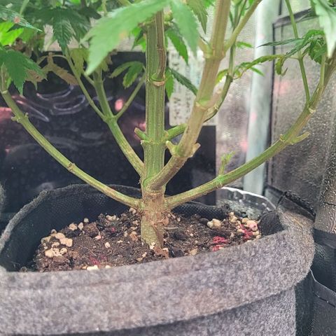 Dance world cbd growlog timeline photo