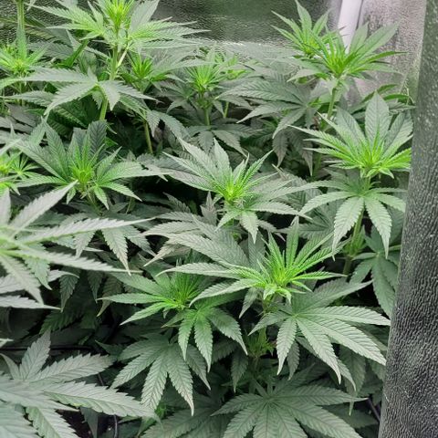 Dance world cbd growlog timeline photo