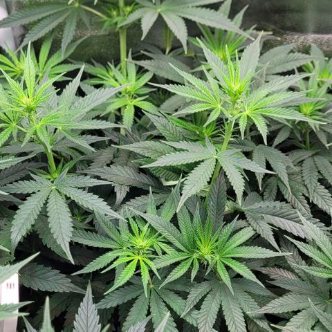 Dance world cbd growlog timeline photo