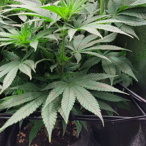 Dance world cbd growlog timeline photo