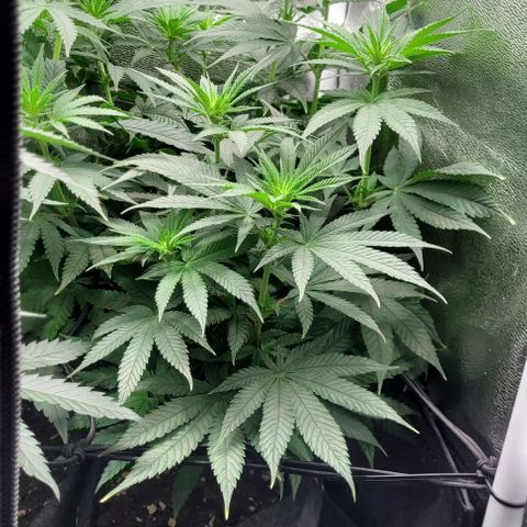 Dance world cbd growlog timeline photo