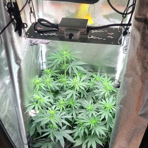 Dance world cbd growlog timeline photo