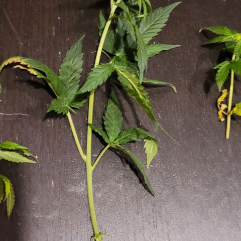 Dance world cbd growlog timeline photo