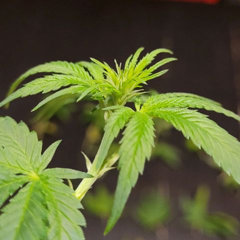 Dance world cbd growlog timeline photo