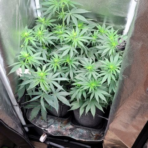 Dance world cbd growlog timeline photo