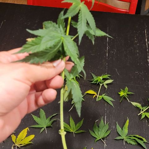 Dance world cbd growlog timeline photo