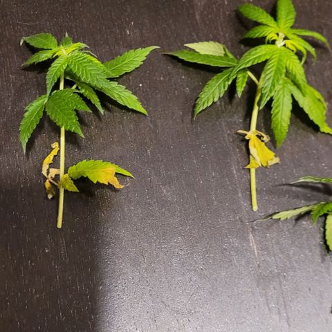 Dance world cbd growlog timeline photo