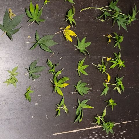 Dance world cbd growlog timeline photo
