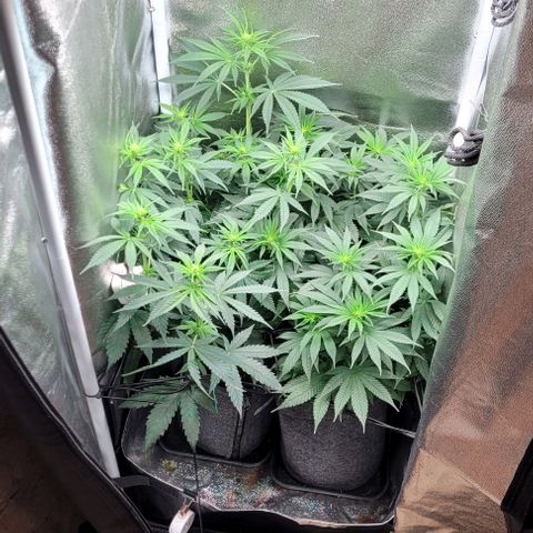 Dance world cbd growlog timeline photo