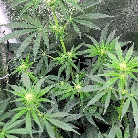Dance world cbd growlog timeline photo
