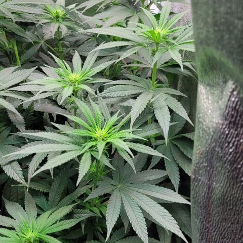 Dance world cbd growlog timeline photo
