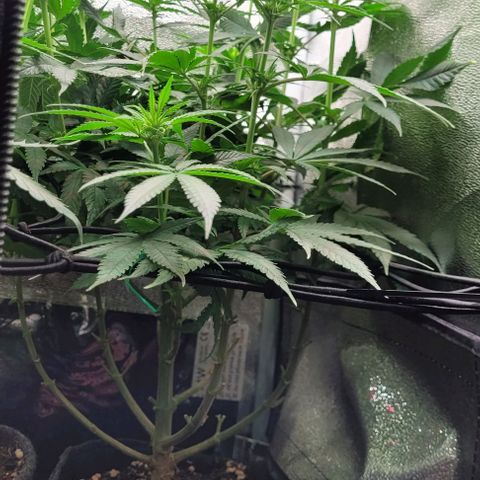 Dance world cbd growlog timeline photo