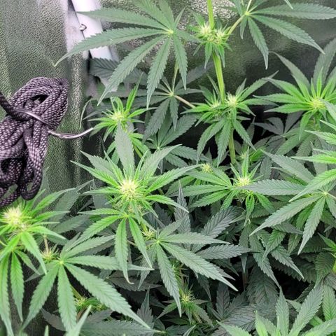 Dance world cbd growlog timeline photo