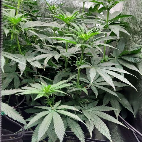 Dance world cbd growlog timeline photo