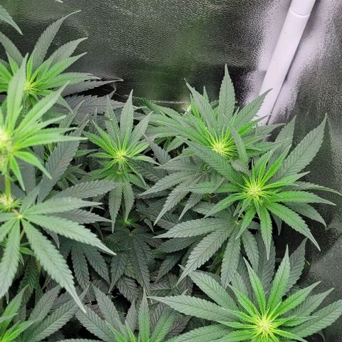 Dance world cbd growlog timeline photo