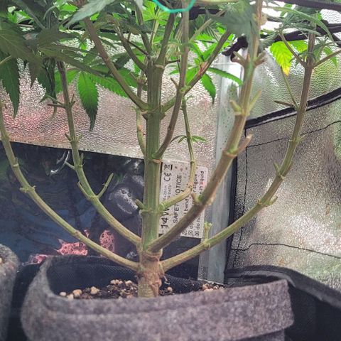 Dance world cbd growlog timeline photo