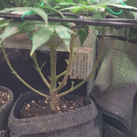 Dance world cbd growlog timeline photo