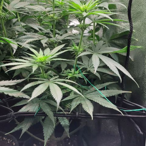 Dance world cbd growlog timeline photo