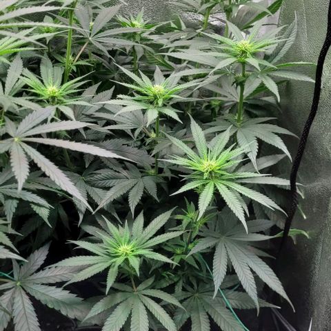 Dance world cbd growlog timeline photo